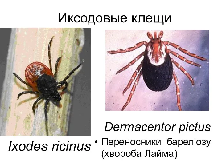 Ixodes ricinus Иксодовые клещи Dermacentor pictus Переносники бареліозу (хвороба Лайма)
