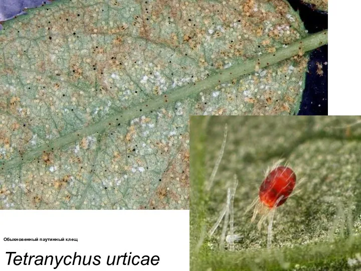 Tetranychus urticae Обыкновенный паутинный клещ