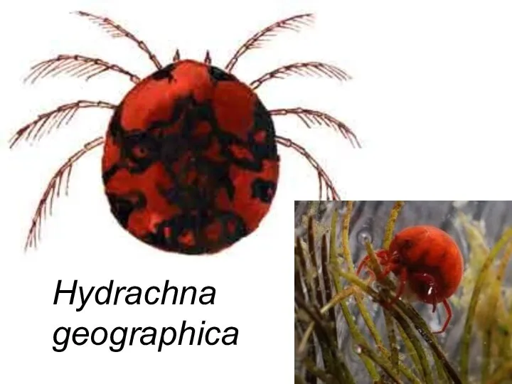 Hydrachna geographica Hydrachna geographica