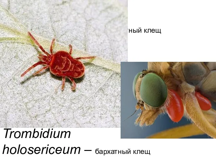 Trombidium holosericeum – бархатный клещ Trombidium holosericeum – бархатный клещ