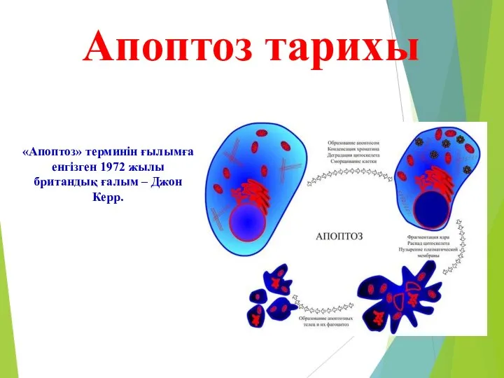 Апоптоз тарихы «Апоптоз» терминін ғылымға енгізген 1972 жылы британдық ғалым – Джон Керр.