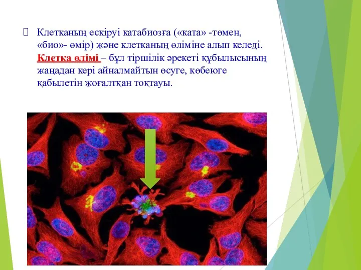 Клетканың ескіруі катабиозға («ката» -төмен, «био»- өмір) және клетканың өліміне алып келеді.