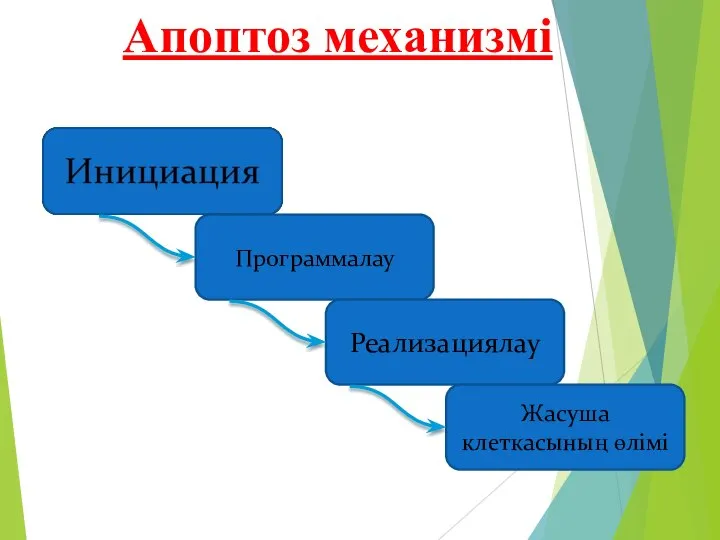 Апоптоз механизмі Программалау Реализациялау Жасуша клеткасының өлімі