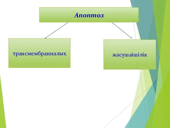 Апоптоз трансмембранналық жасушаішілік