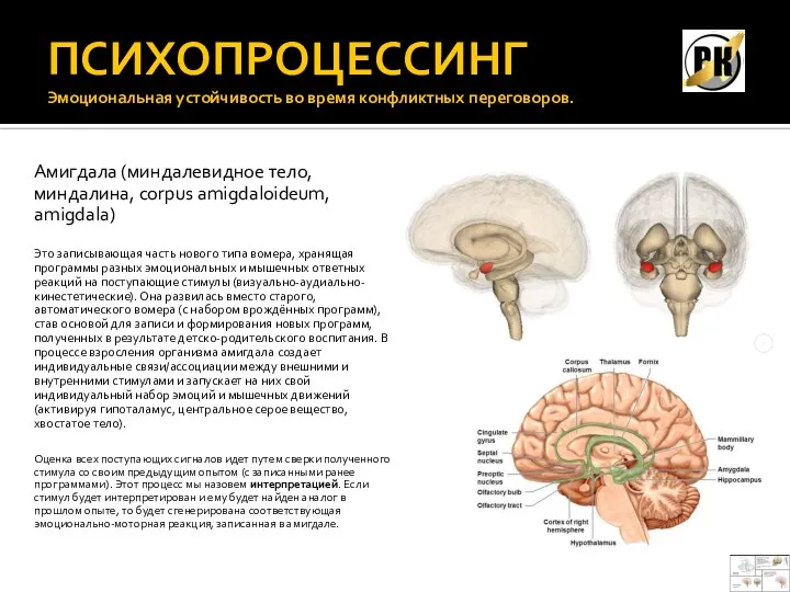 ПСИХОПРОЦЕССИНГ Эмоциональная устойчивость во время конфликтных переговоров. Амигдала (миндалевидное тело, миндалина, corpus