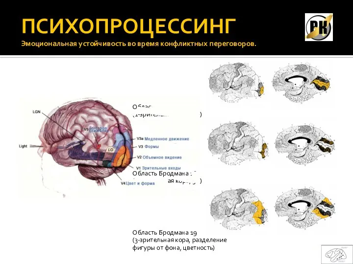 ПСИХОПРОЦЕССИНГ Эмоциональная устойчивость во время конфликтных переговоров. Область Бродмана 17 (1-зрительная кора,