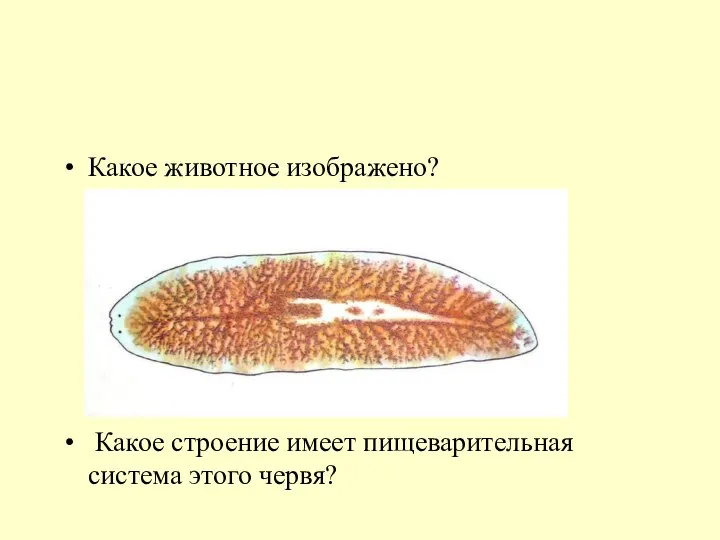 Какое животное изображено? Какое строение имеет пищеварительная система этого червя?