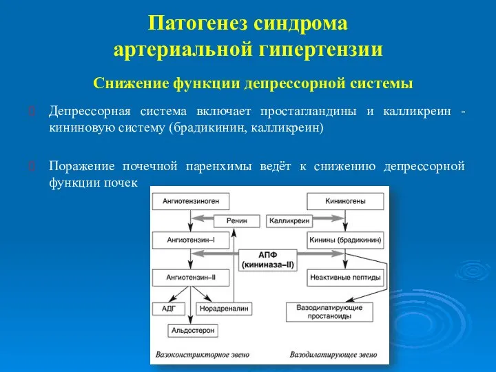 Снижение функции депрессорной системы Депрессорная система включает простагландины и калликреин - кининовую