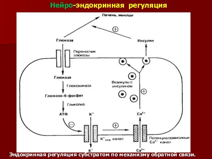 Эндокринная регуляция субстратом по механизму обратной связи. Нейро-эндокринная регуляция