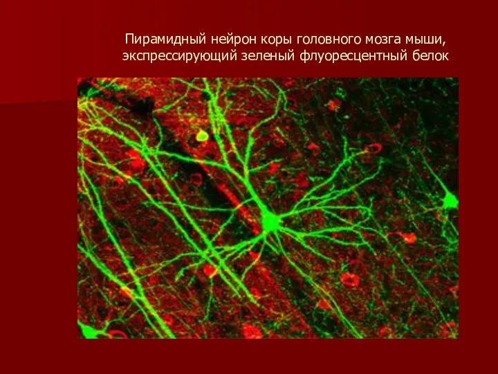 Пирамидный нейрон коры головного мозга мыши, экспрессирующий зеленый флуоресцентный белок