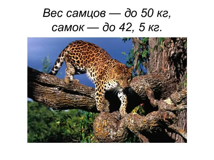 Вес самцов — до 50 кг, самок — до 42, 5 кг.