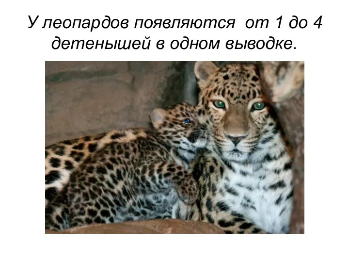 У леопардов появляются от 1 до 4 детенышей в одном выводке.