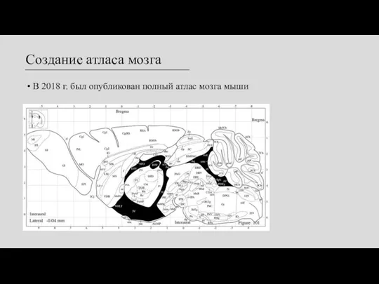 Создание атласа мозга В 2018 г. был опубликован полный атлас мозга мыши