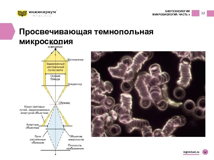 12 inginirium.ru Просвечивающая темнопольная микроскопия БИОТЕХНОЛОГИЯ МИКРОБИОЛОГИЯ. ЧАСТЬ 3