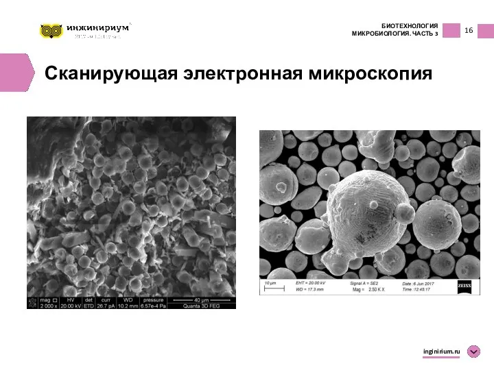 16 БИОТЕХНОЛОГИЯ МИКРОБИОЛОГИЯ. ЧАСТЬ 3 inginirium.ru Сканирующая электронная микроскопия