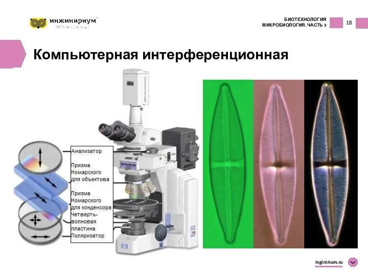 18 БИОТЕХНОЛОГИЯ МИКРОБИОЛОГИЯ. ЧАСТЬ 3 inginirium.ru Компьютерная интерференционная микроскопия