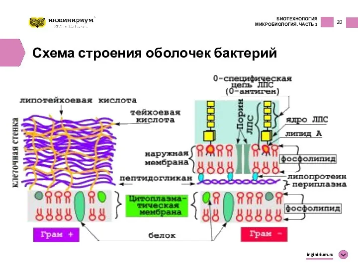 20 БИОТЕХНОЛОГИЯ МИКРОБИОЛОГИЯ. ЧАСТЬ 3 inginirium.ru Схема строения оболочек бактерий