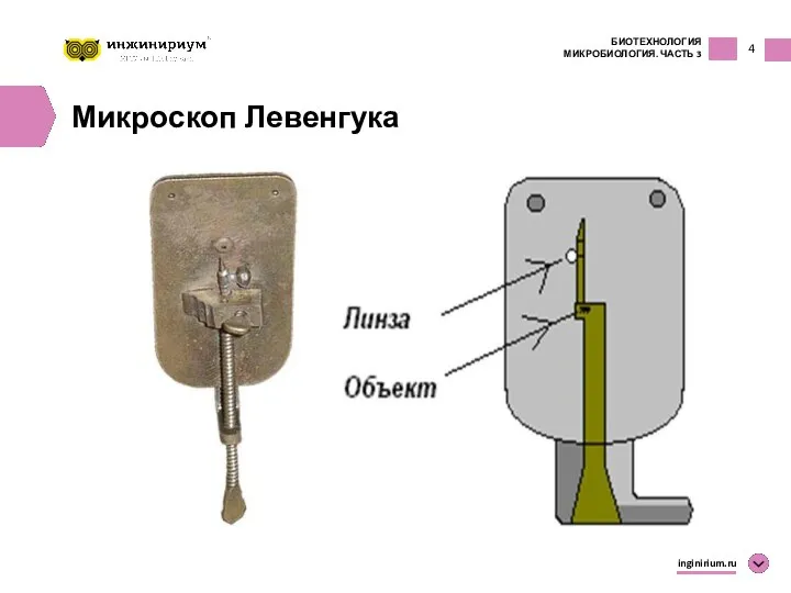 4 inginirium.ru Микроскоп Левенгука БИОТЕХНОЛОГИЯ МИКРОБИОЛОГИЯ. ЧАСТЬ 3