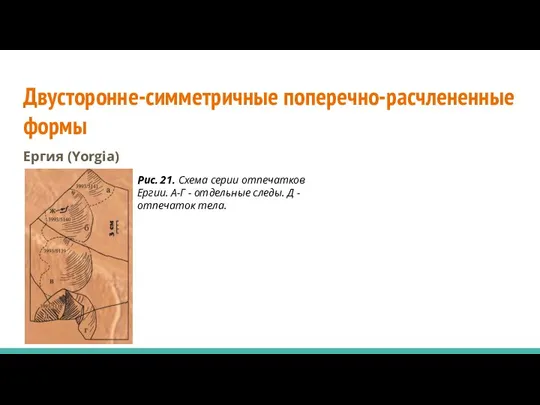 Двусторонне-симметричные поперечно-расчлененные формы Ергия (Yorgia) Рис. 21. Схема серии отпечатков Ергии. А-Г