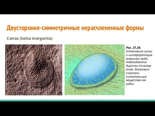 Двусторонне-симметричные нерасчлененные формы Солза (Solsa margarita) Рис. 27,28. Отпечаток солзы и интерпретация