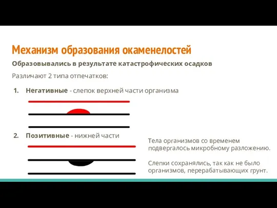 Механизм образования окаменелостей Образовывались в результате катастрофических осадков Различают 2 типа отпечатков: