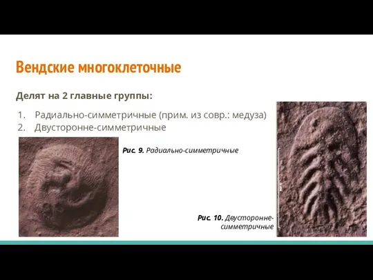 Вендские многоклеточные Делят на 2 главные группы: Радиально-симметричные (прим. из совр.: медуза)