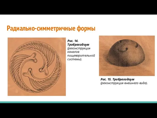 Радиально-симметричные формы Рис. 14. Трибрахидиум (реконструкция каналов пищеварительной системы). Рис. 15. Трибрахидиум (реконструкция внешнего вида).