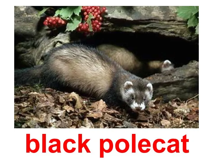 black polecat