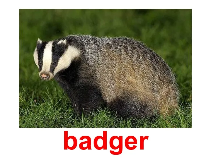 badger