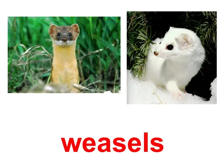 weasels