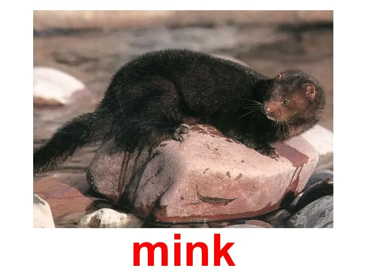 mink