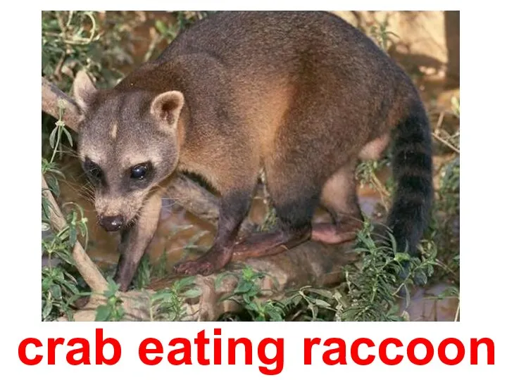 crab eating raccoon