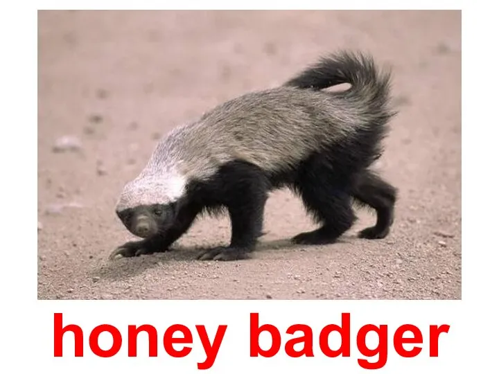 honey badger
