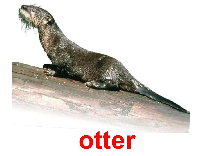 otter