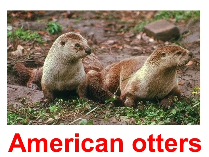 American otters