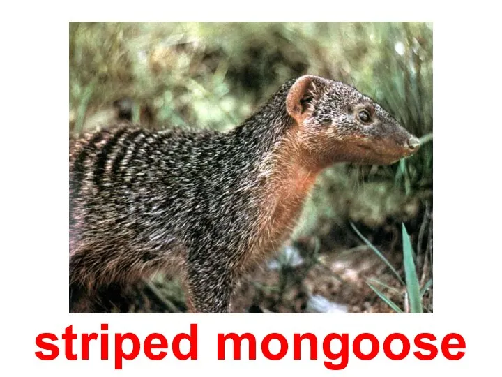 striped mongoose