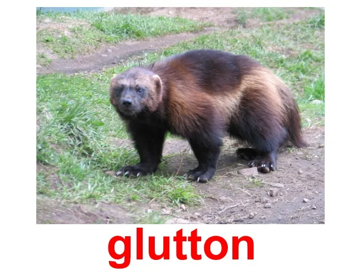 glutton