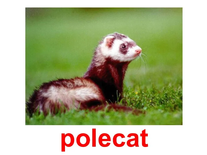 polecat