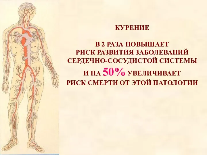 КУРЕНИЕ В 2 РАЗА ПОВЫШАЕТ РИСК РАЗВИТИЯ ЗАБОЛЕВАНИЙ СЕРДЕЧНО-СОСУДИСТОЙ СИСТЕМЫ И НА