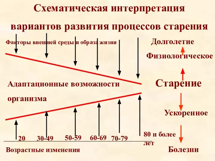 Схематическая интерпретация вариантов развития процессов старения Факторы внешней среды и образа жизни