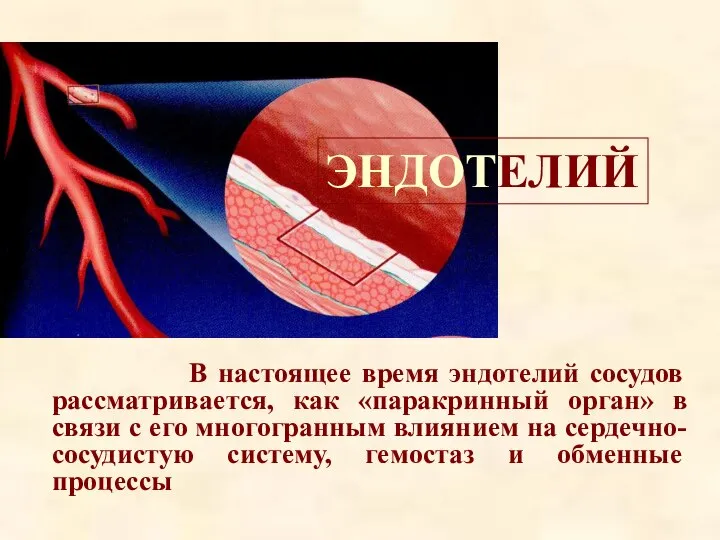 ЭНДОТЕЛИЙ В настоящее время эндотелий сосудов рассматривается, как «паракринный орган» в связи