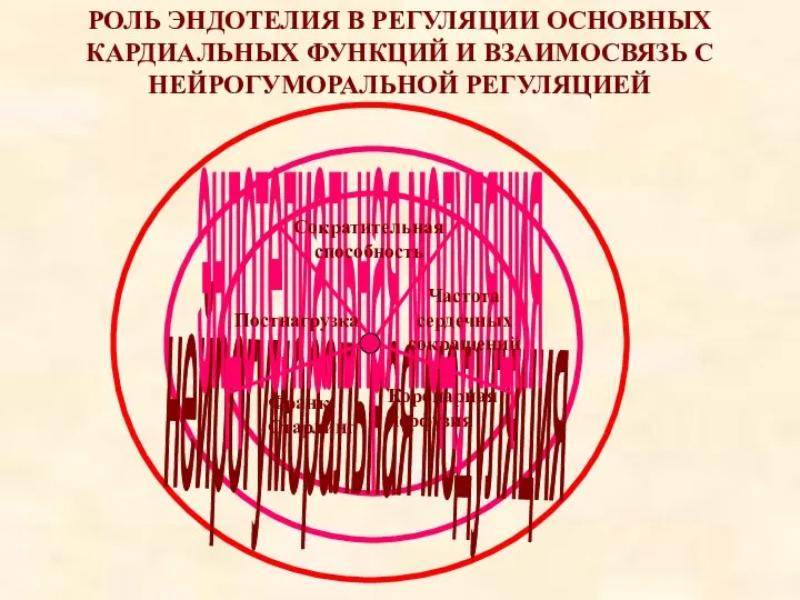 РОЛЬ ЭНДОТЕЛИЯ В РЕГУЛЯЦИИ ОСНОВНЫХ КАРДИАЛЬНЫХ ФУНКЦИЙ И ВЗАИМОСВЯЗЬ С НЕЙРОГУМОРАЛЬНОЙ РЕГУЛЯЦИЕЙ