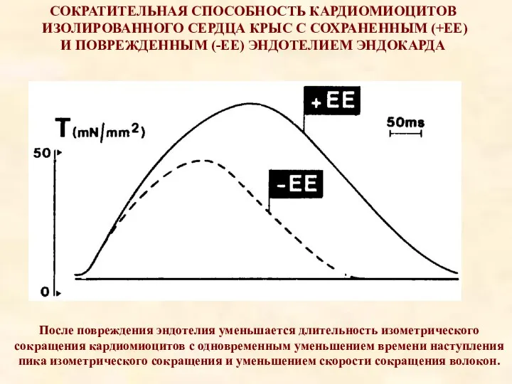 После повреждения эндотелия уменьшается длительность изометрического сокращения кардиомиоцитов с одновременным уменьшением времени