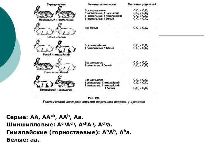 Серые: АА, ААch, ААh, Аа. Шиншилловые: АchАch, АchАh, Аchа. Гималайские (горностаевые): АhАh,