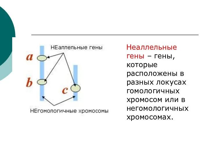 Неаллельные гены – гены, которые расположены в разных локусах гомологичных хромосом или в негомологичных хромосомах.