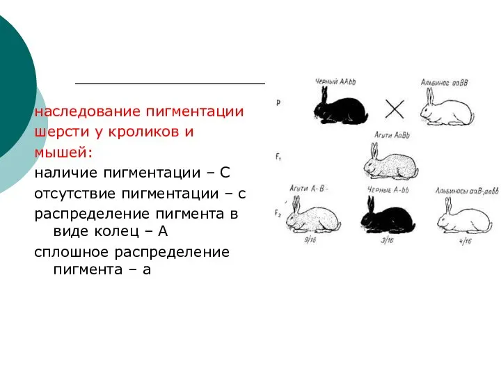 наследование пигментации шерсти у кроликов и мышей: наличие пигментации – С отсутствие