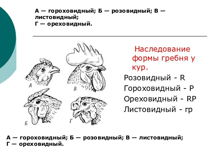 А — гороховидный; Б — розовидный; В — листовидный; Г — ореховидный.