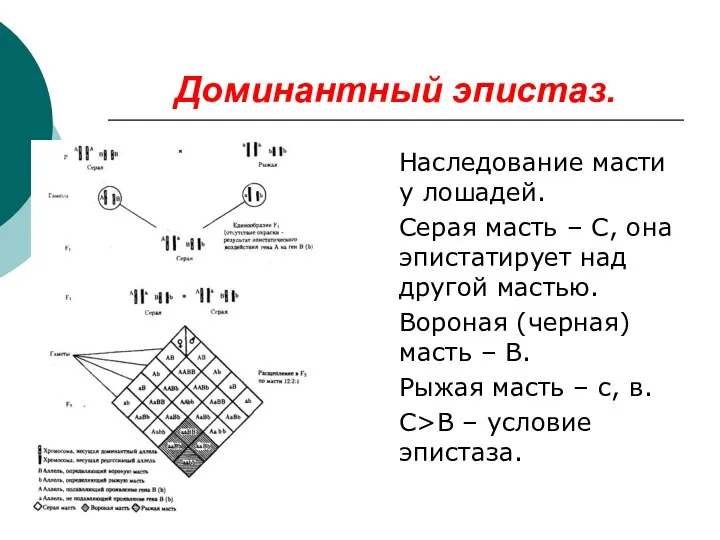 Доминантный эпистаз. Наследование масти у лошадей. Серая масть – С, она эпистатирует