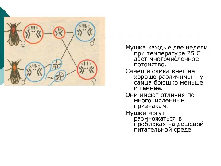 Мушка каждые две недели при температуре 25 С даёт многочисленное потомство. Самец