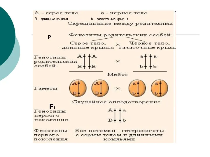 В – длинные крылья b – зачаточные крылья